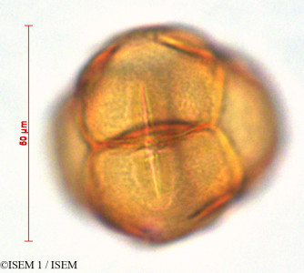 Gaylussacia oleifolia - lame n° 28064